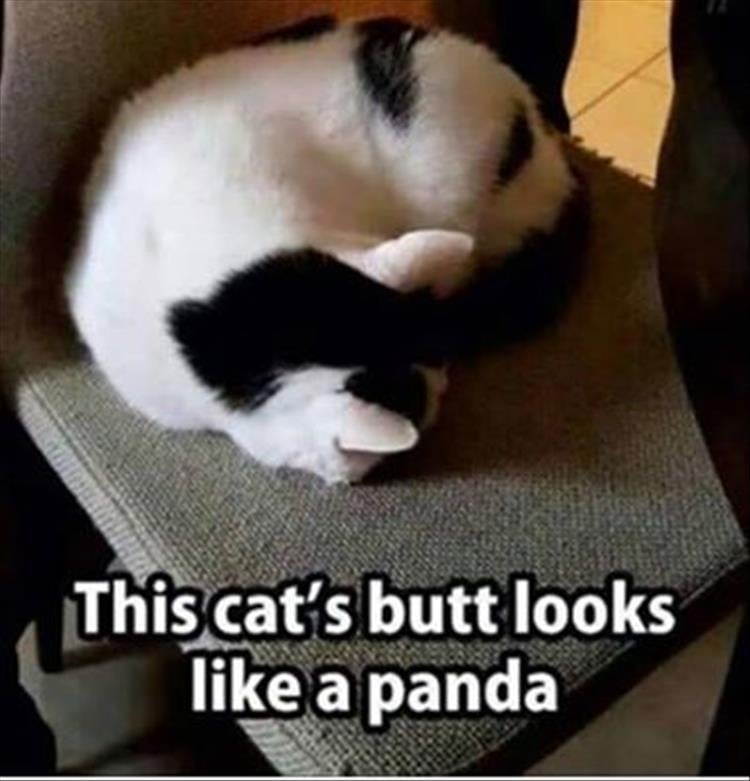 funny cat's butt