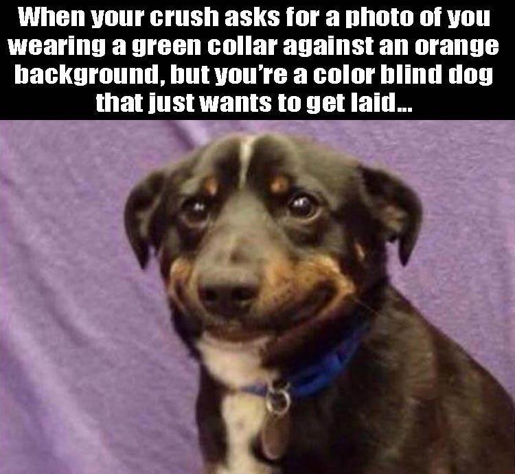 funny color blind dog