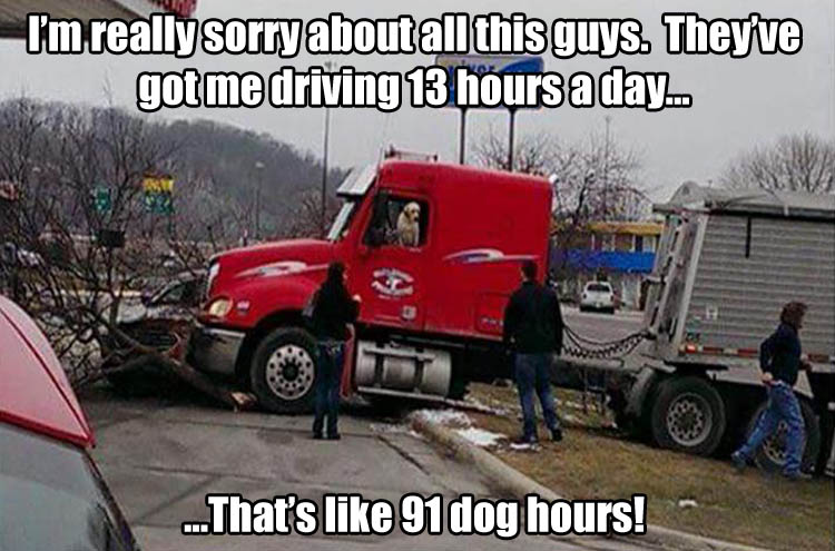 funny dog driving semi truck