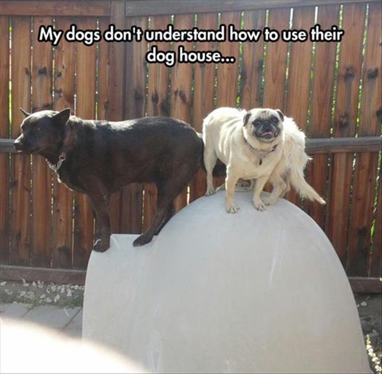 funny dog house