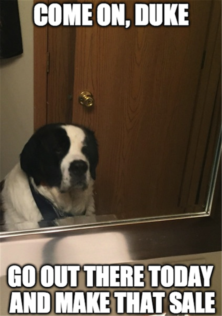 funny dog in the mirror