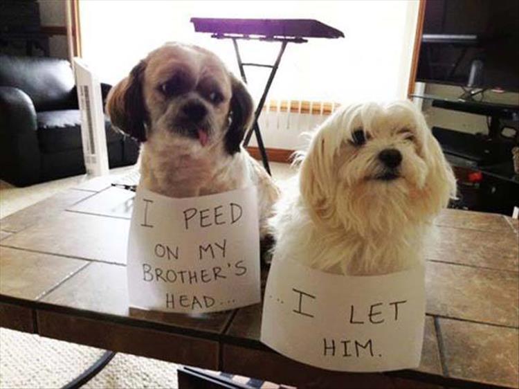 funny dog shaming