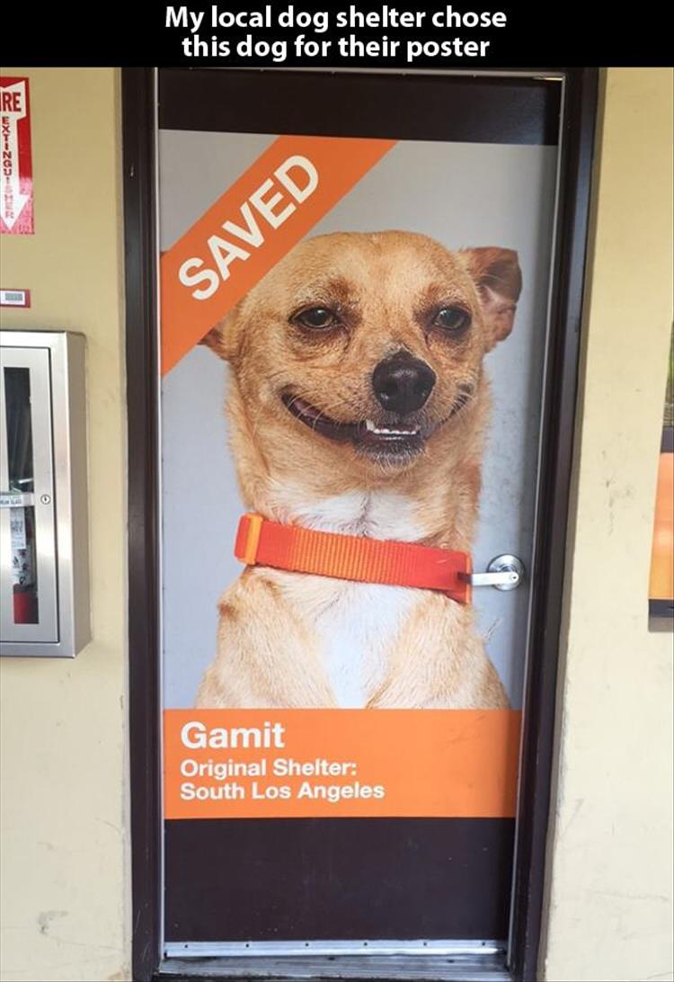 funny dog shelter poster