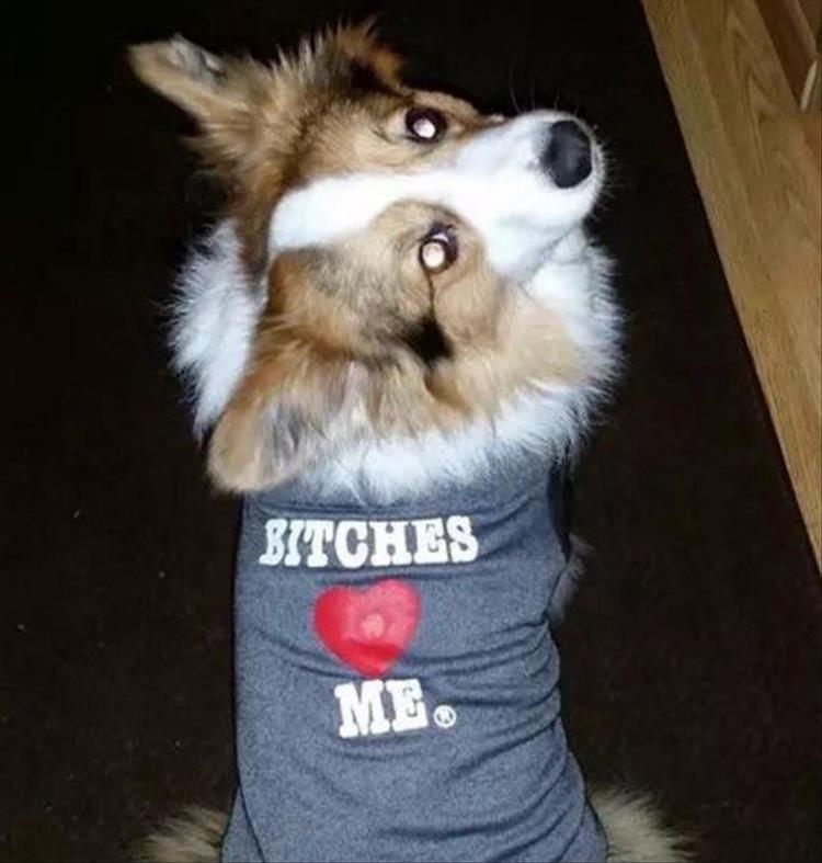 funny dog t-shirt