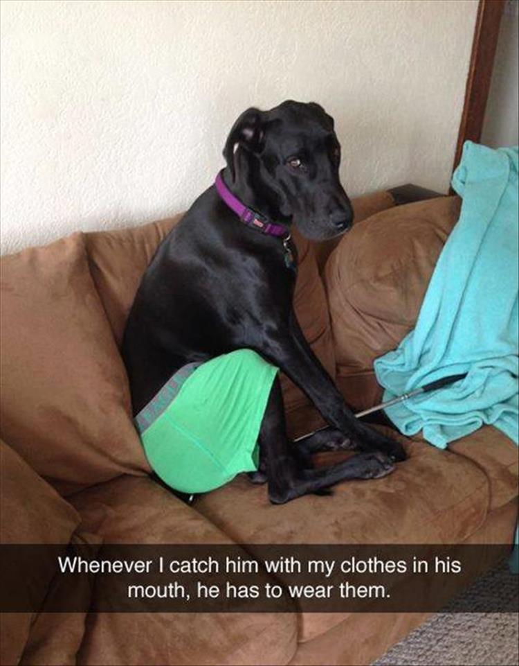 funny dog wearing clothes