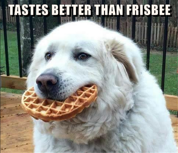 funny dogs love waffles