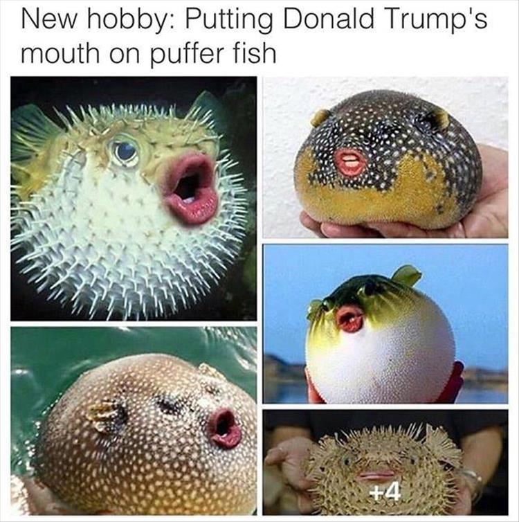 funny donald trump meme