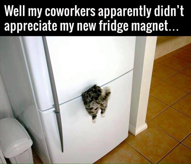 funny fridge magnet