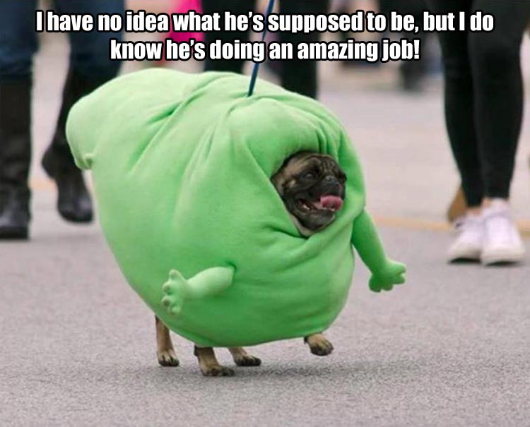 funny pug