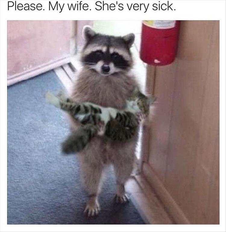 funny raccoon