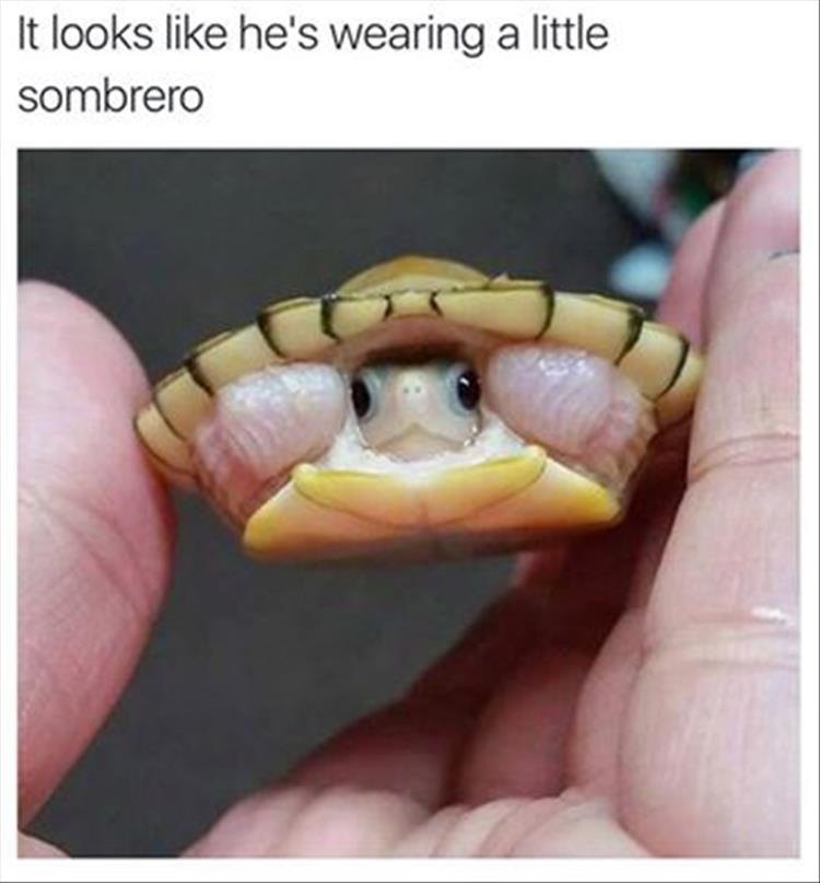 funny turtle