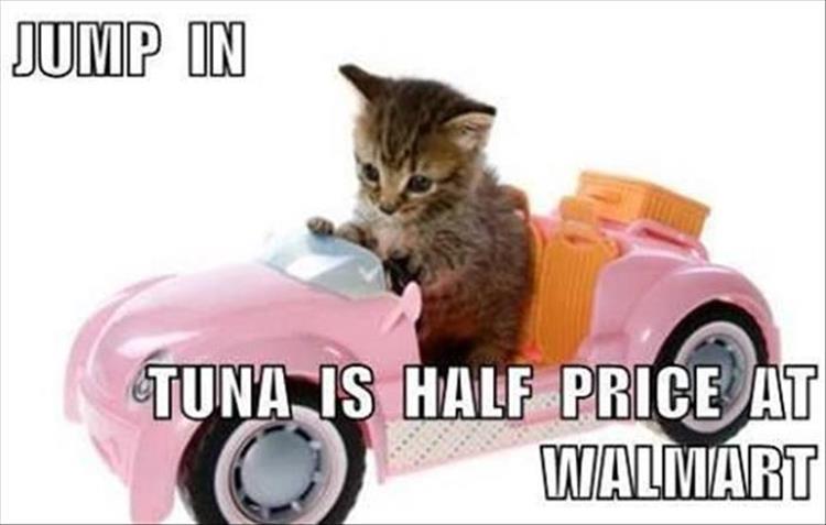 funny wal mart cat