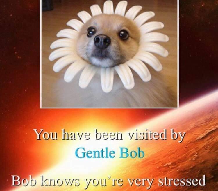 gentle bob