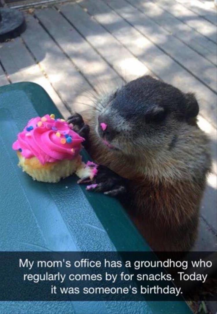 groundhog