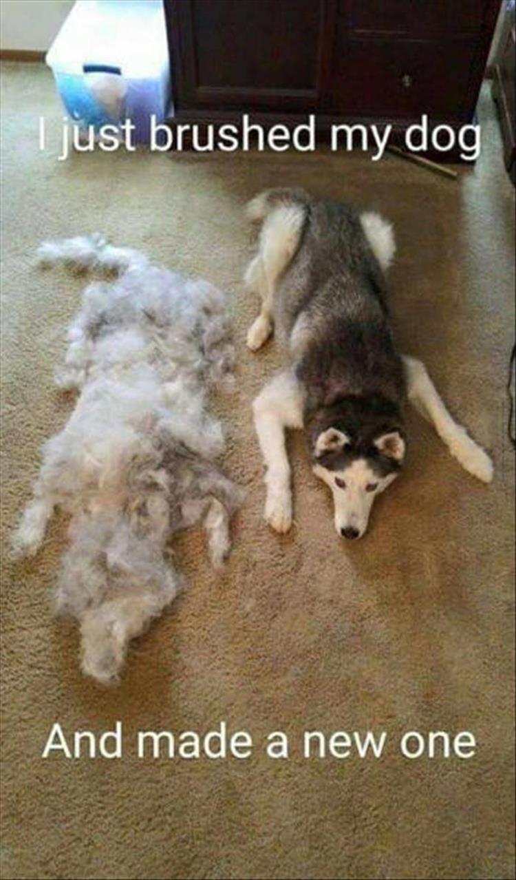 hair from the dog