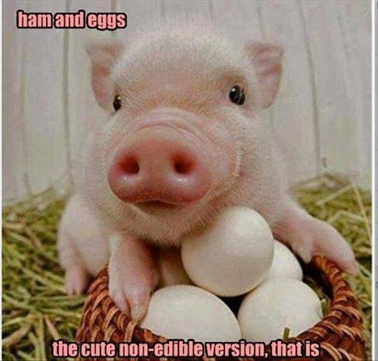 ham and egg