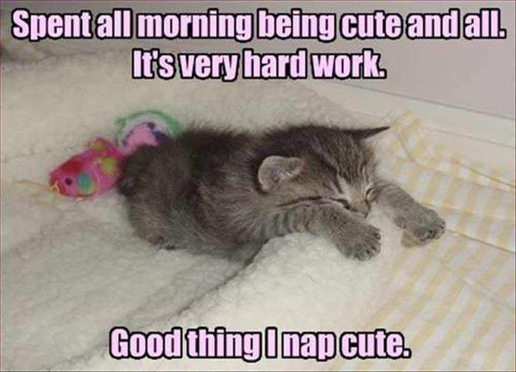 hard work being cute