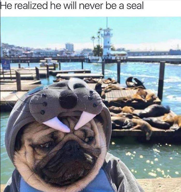 he will never be a seal