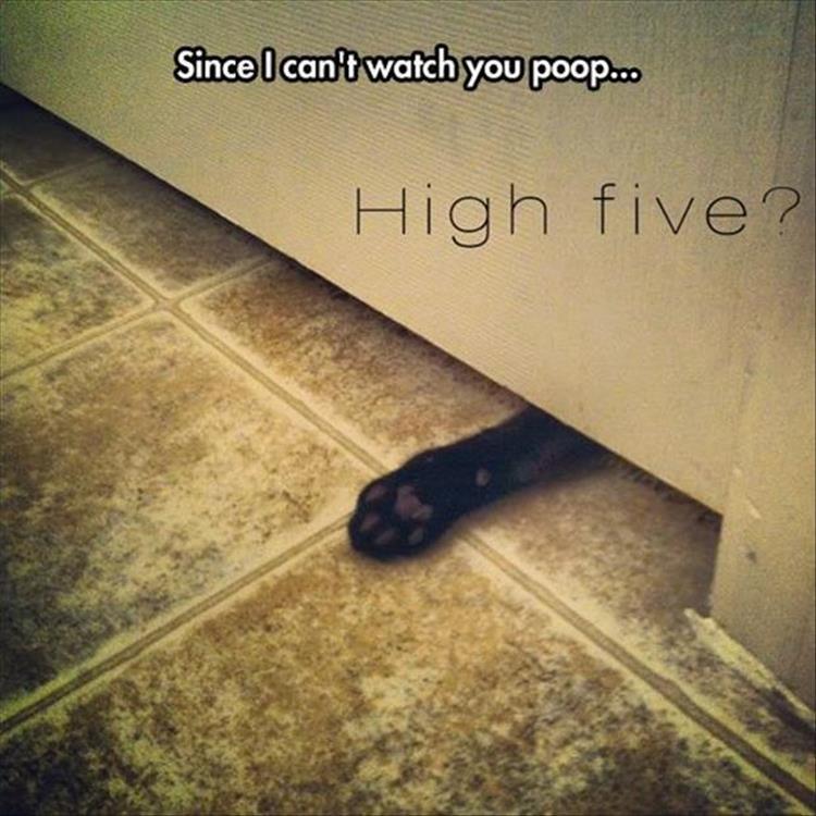 high five cat