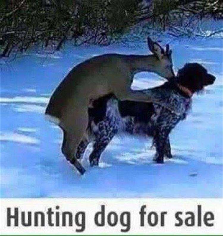 hunting dog for sale