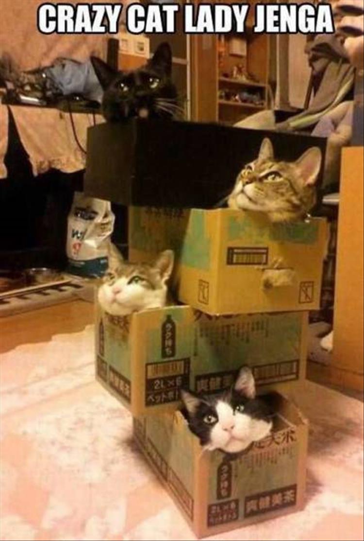 jenga for cats