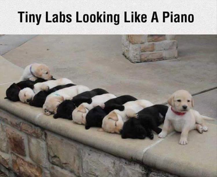 lab dog