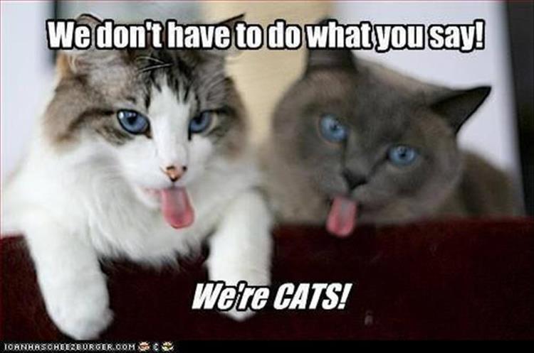 lol cats