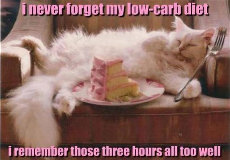 low carb diet