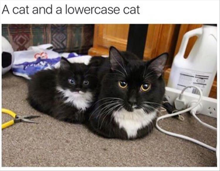 lower case cat