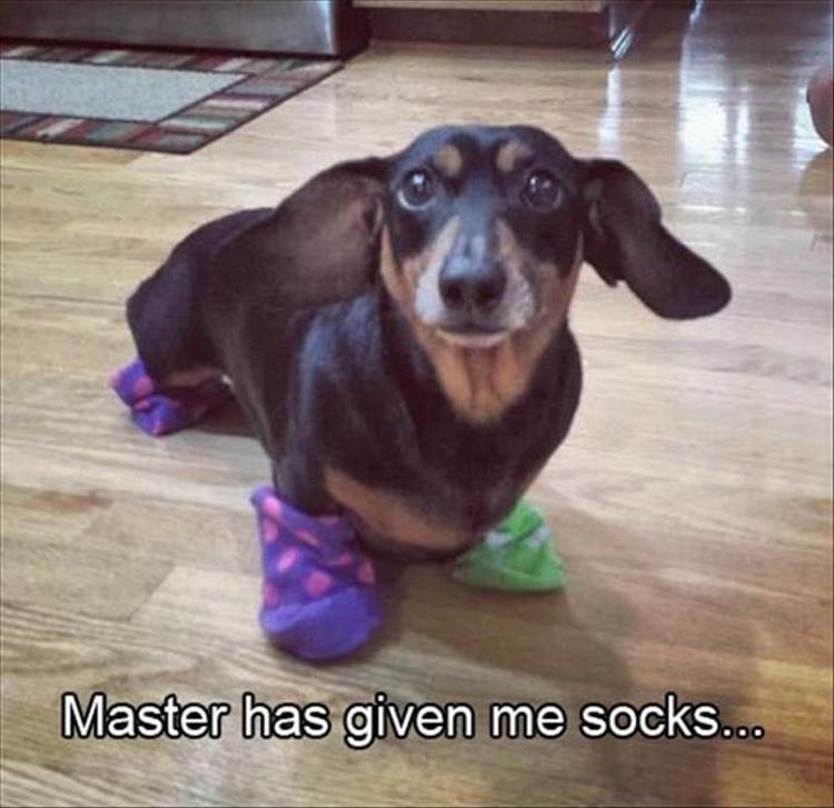 master has given doby socks