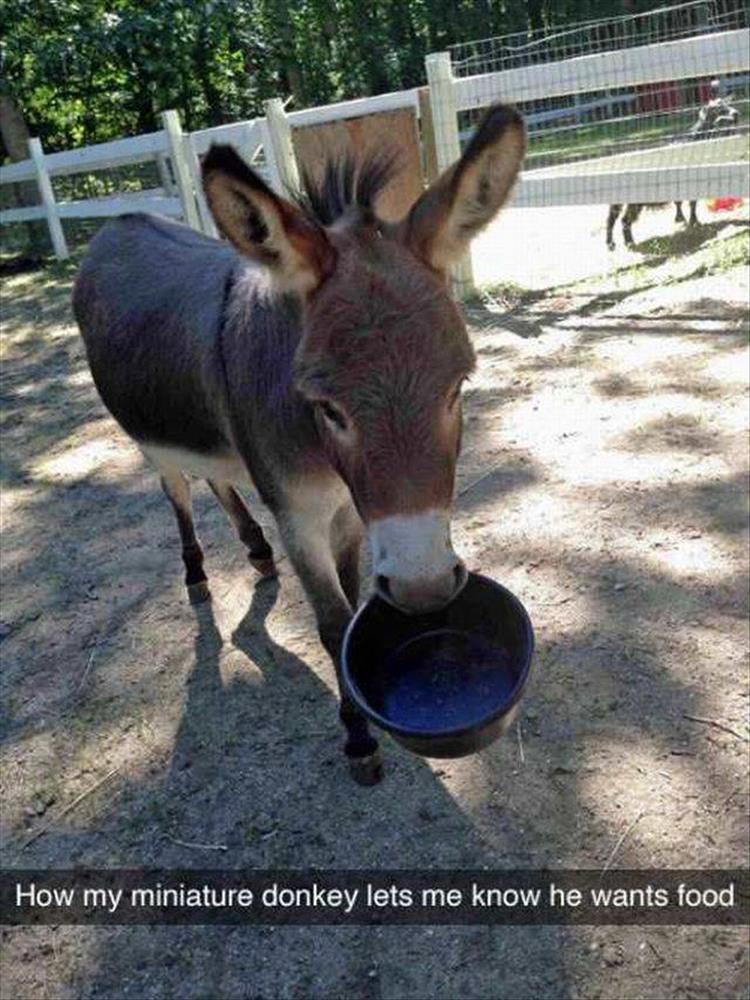 mini donkey