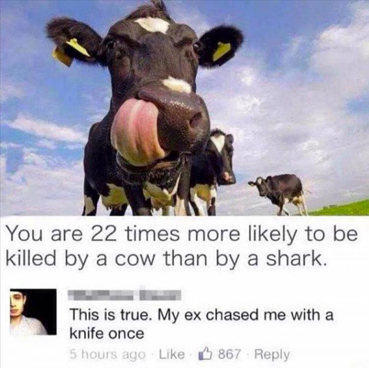 more likely to be killed by a cow