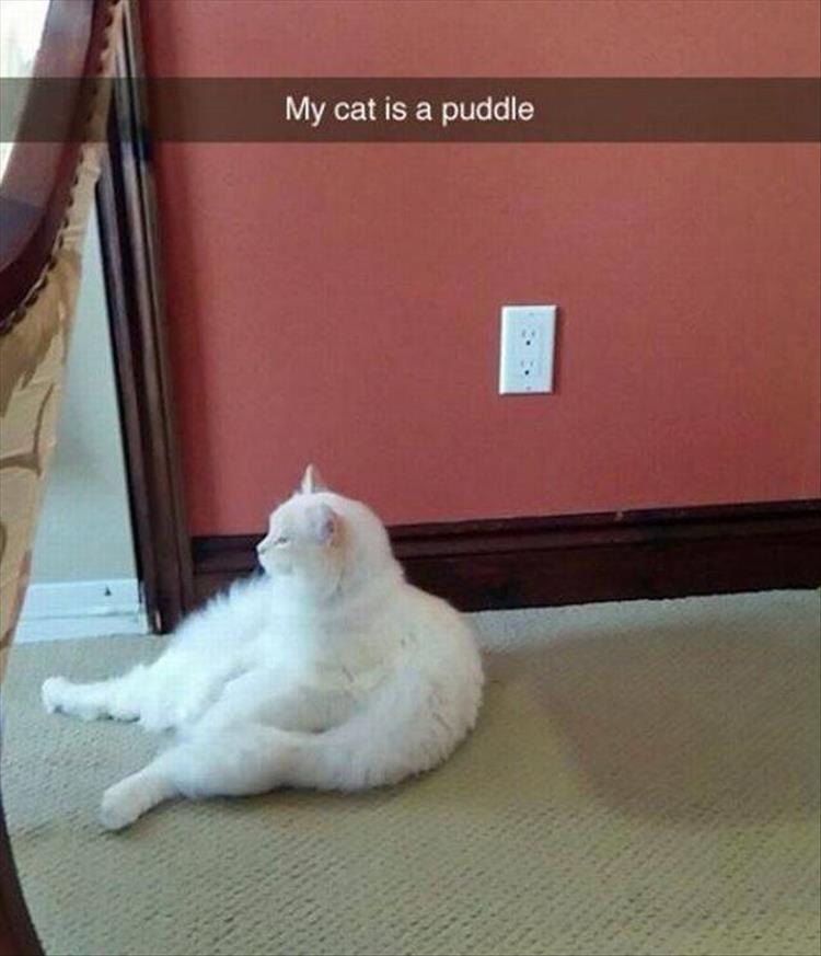 my cat is a puddle