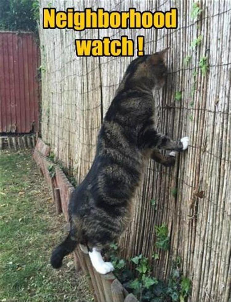 neighborhood watch