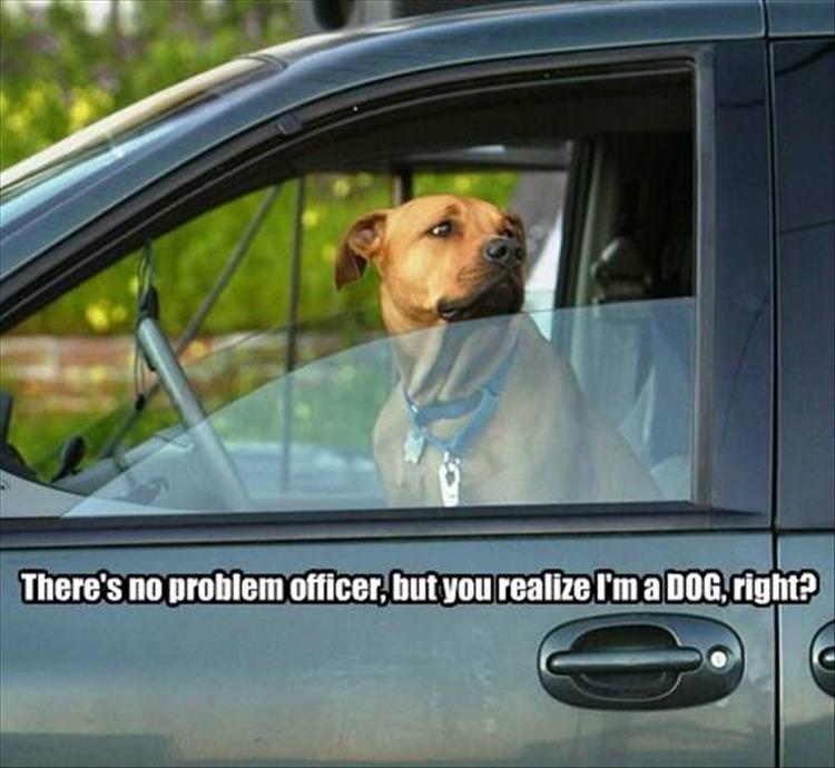 no problem officer dog