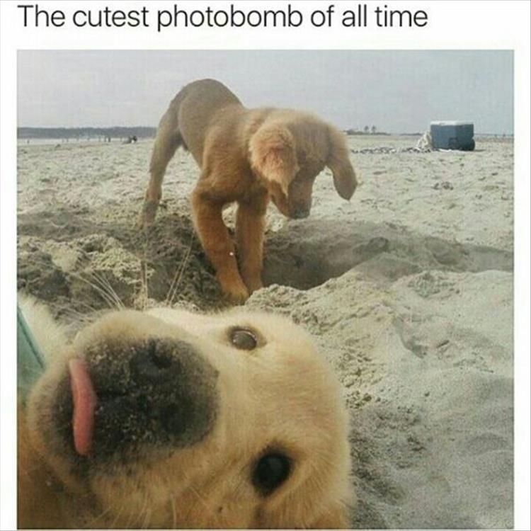 photobomb