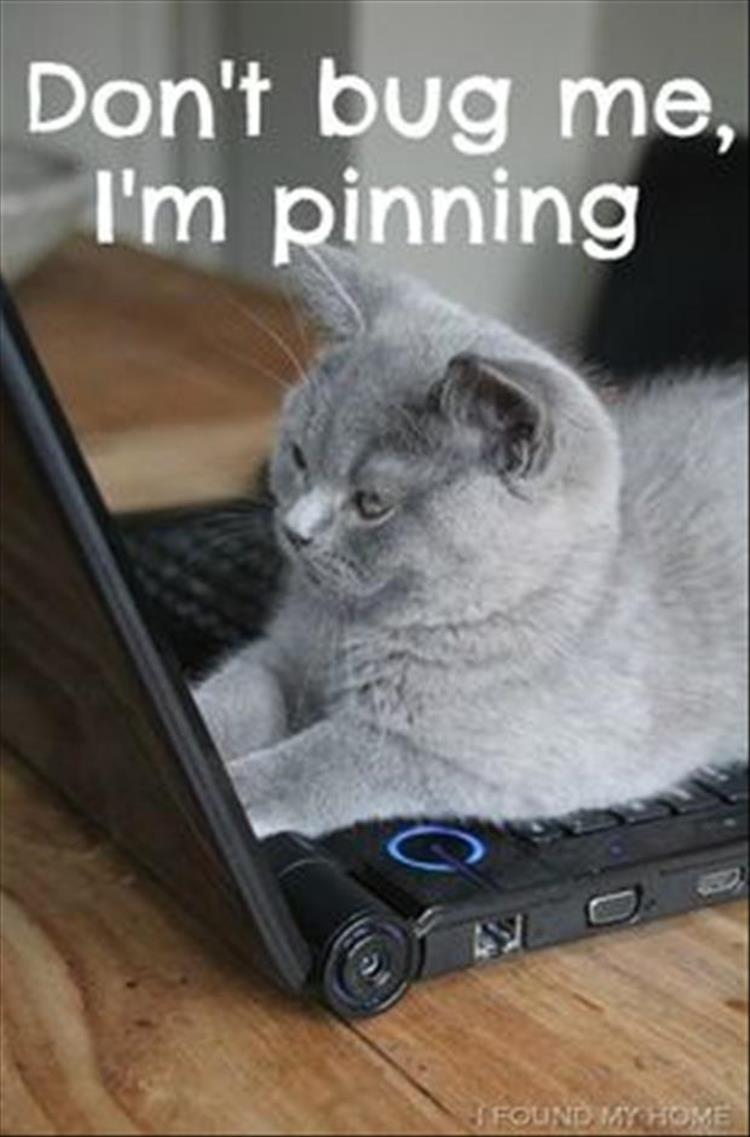 pinning cat