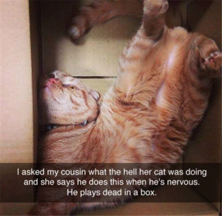 playing dead in a box