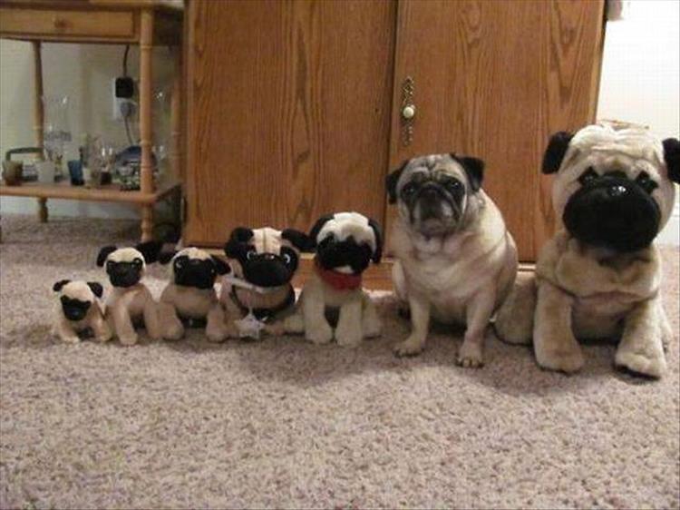 pugs