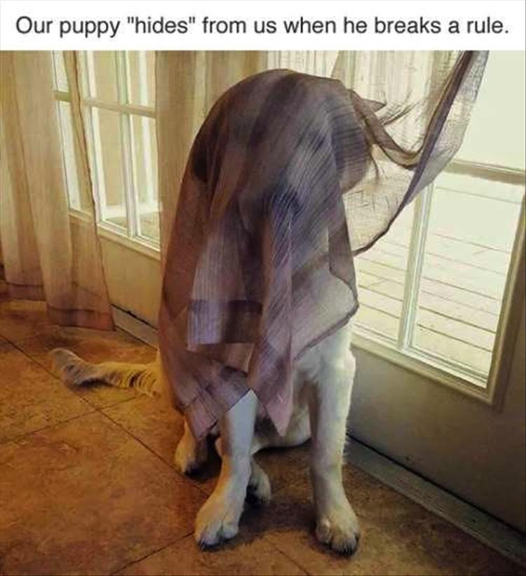 puppy hides