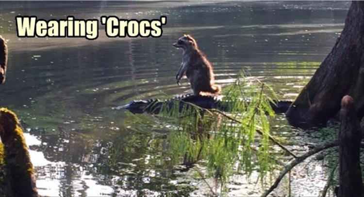 racoon wearing crocs