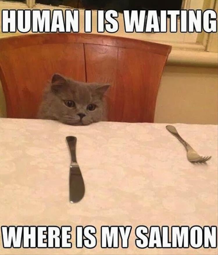 salmon for cat