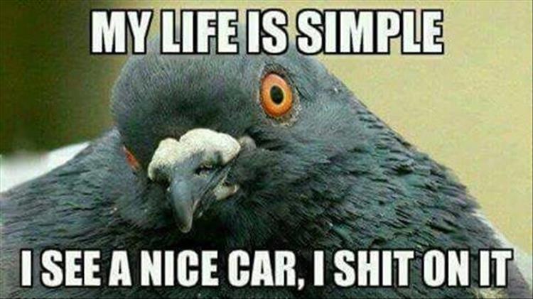 simple life of a bird