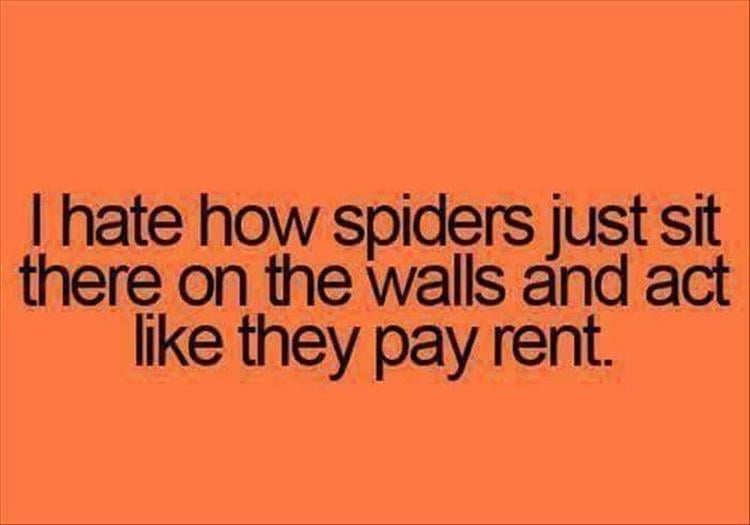 spiders