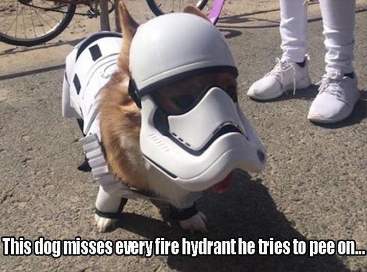 storm trooper dog