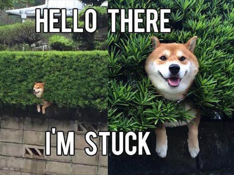 stuck dog