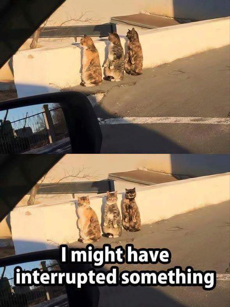 suspicious cats