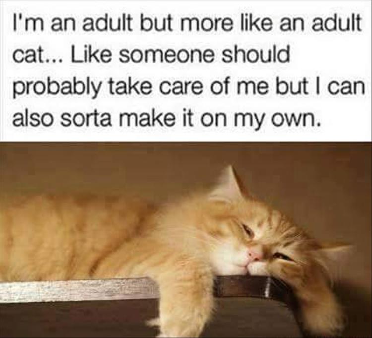 the adult cat