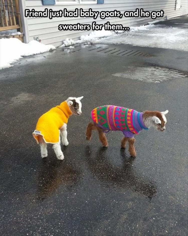the baby goats