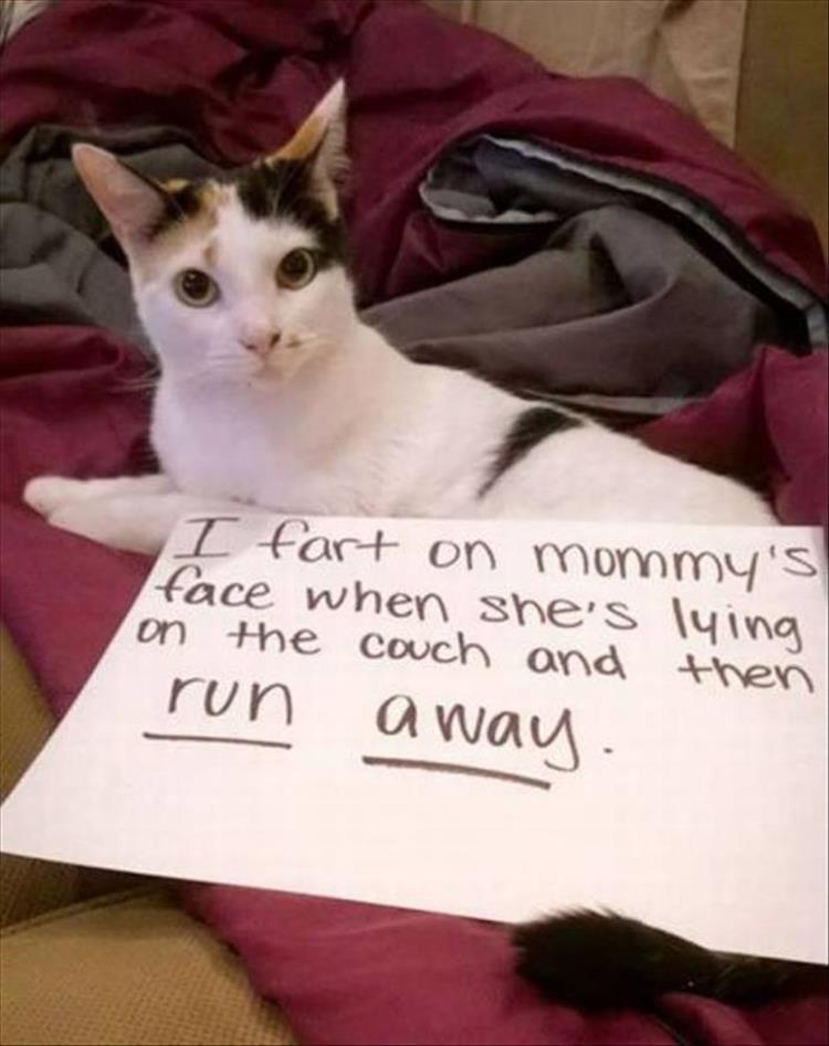 the best cat shaming